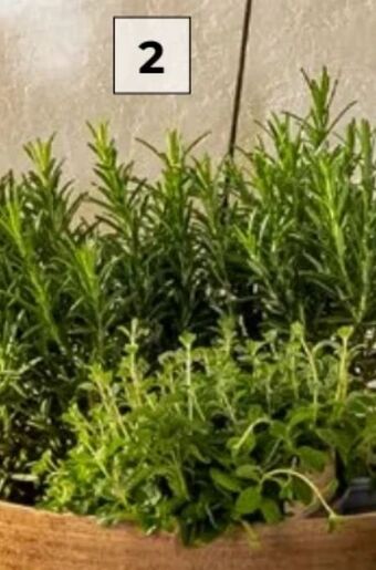 Interspar Italienische Kräuter Angebot