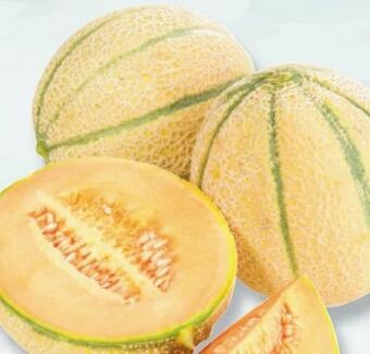 Metro Zuckermelone Angebot