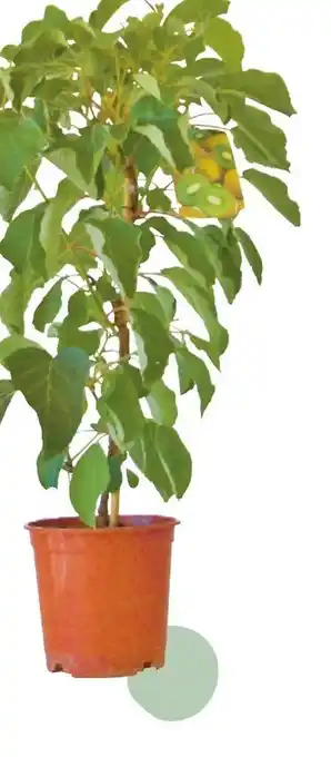 Metro Kiwi Solo Säule Angebot