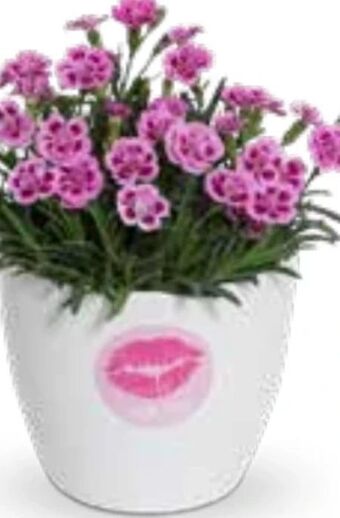 OBI Stauden-Nelke Pink Kisses Angebot