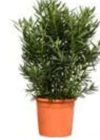 OBI Oleander Angebot