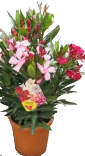OBI Oleander Angebot