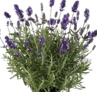 OBI Lavendel Angebot