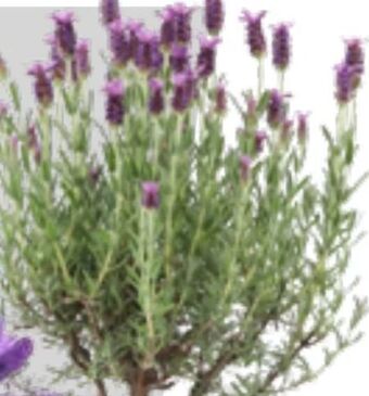 OBI Lavendel Anouk Angebot