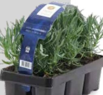 OBI Lavendel Hidcote Angebot