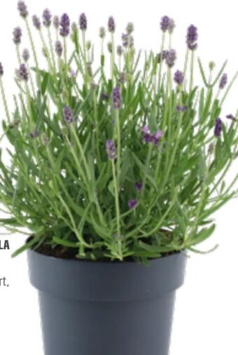 OBI Lavendel Felice Angebot