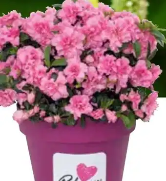 OBI Japanische Azalee Bloom Champion Angebot