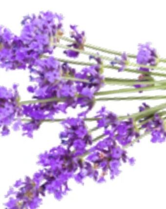 OBI Lavendel Angebot