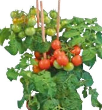 OBI Cherrytomate Pick & Joy Angebot