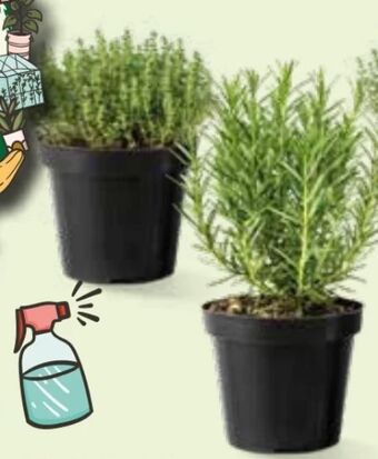 Interspar Italienische Kräuter Angebot