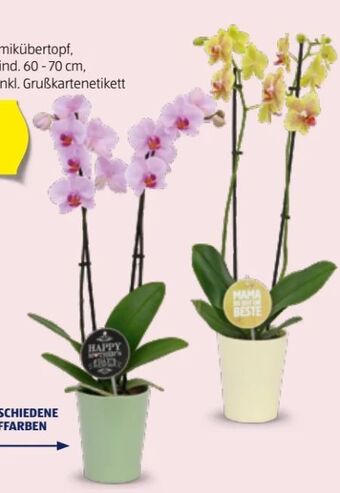 Hofer Orchidee Angebot
