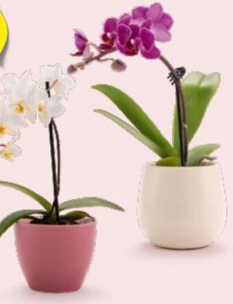 Hofer Mini-Orchidee Angebot