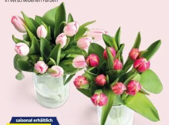 Hofer Tulpen Angebot