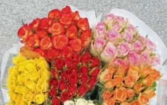 Metro Rosen Angebot