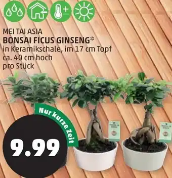 PENNY Bonsai Ficus Ginseng 40 cm Angebot