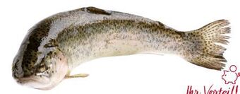 Transgourmet Forelle Angebot