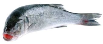 Transgourmet Wolfsbarsch Angebot