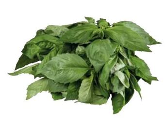 Transgourmet Basilikum Angebot