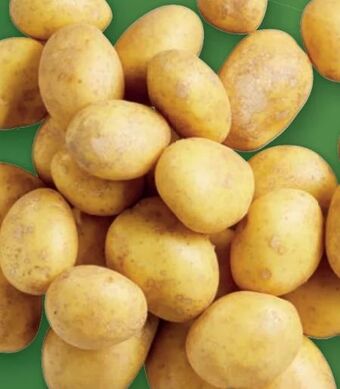 Lidl Bio Speisekartoffeln Angebot