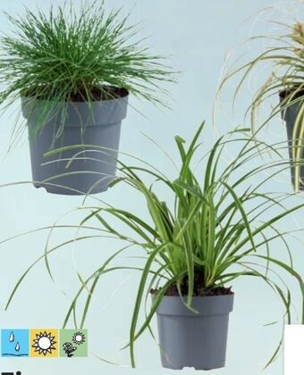 Lidl Ziergras Angebot