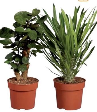 Lidl Palme Angebot