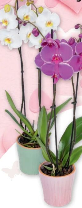 PENNY Orchidee Phalaenopsis Angebot