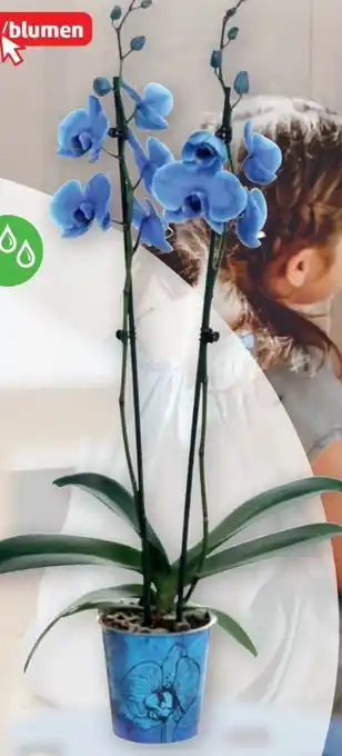 PENNY Orchidee Phalaenopsis Magic Colour Angebot