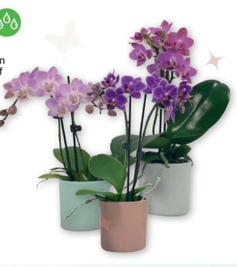 PENNY Mini-Orchidee Angebot