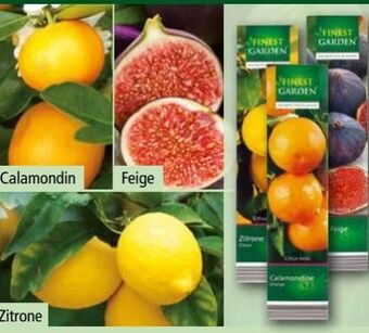 Norma Mediterrane Pflanzen Angebot