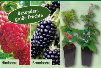 Norma Himbeeren Angebot