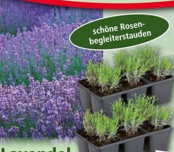 Norma Lavendel Angebot