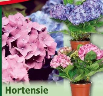 Norma Hortensie Angebot