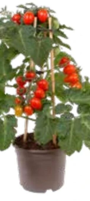 OBI Cherrytomate Pick & Joy Angebot