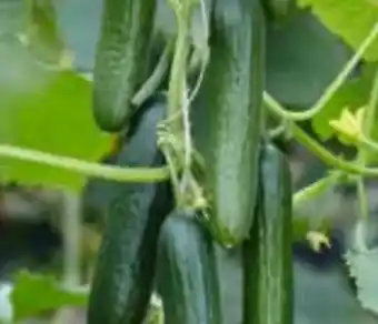 OBI Gemüsepflanzen Angebot