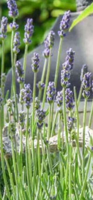 OBI Lavendel Felice Angebot