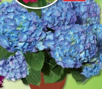 Bauhaus Hortensie Angebot