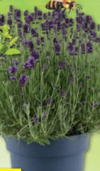 Bauhaus Lavendel Angebot