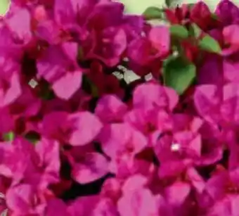 Bauhaus Bougainvillea Angebot