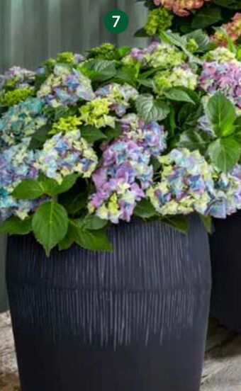 Dehner Hortensie Angebot