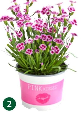 Dehner Gartennelke Pink Kisses Angebot