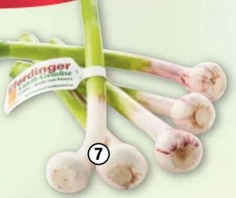Maximarkt Knoblauch Angebot