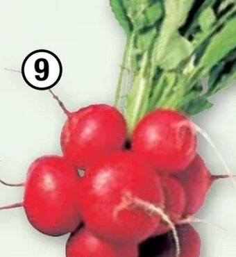 Maximarkt Radieschen Angebot