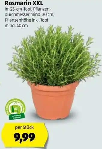 Hofer Rosmarin XXL 40 cm Angebot