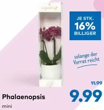 T&G Phalaenopsis Angebot