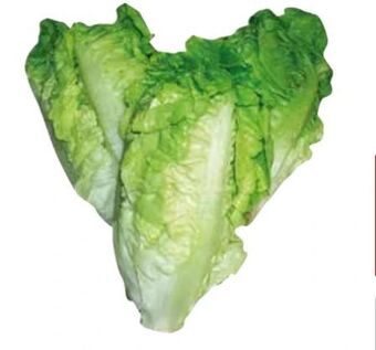Transgourmet Salatherzen Angebot