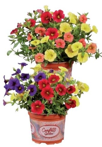 Lidl Calibrachoa Mix Angebot