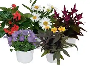 Lagerhaus Sommerblüher-Mix Angebot