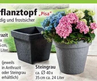 Norma Pflanztopf Pisa Angebot