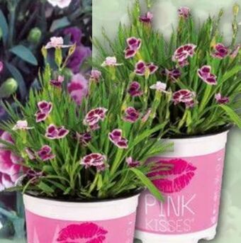 Norma Nelke Pink Kisses Angebot