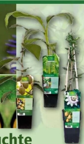 Norma Exotische Früchte Angebot